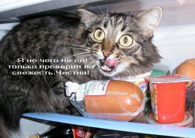 Кот жрет колбасу