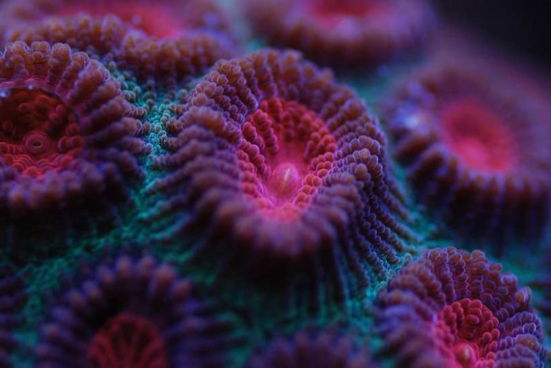 Кораллы